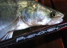 Sportex Prut Phenomen Spin 2,4 m 21-51 g (1)