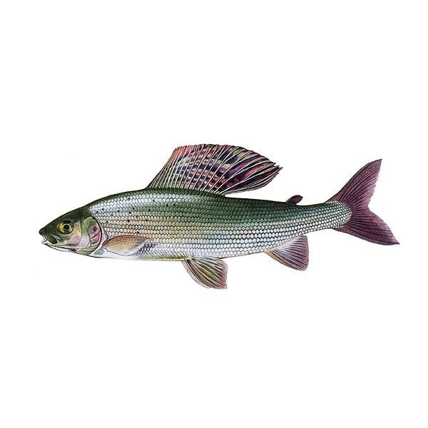 Gaby Plyšová Ryba Lipan Podhorní 49 cm