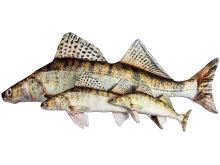 BeCare Polštář Candát BeCare Polštář Candát