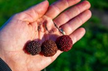 Chytil Boilies Pandemia 24 mm 100 g (8)