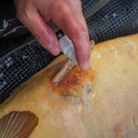 One More Cast Desinfekce Cyproguard (12)