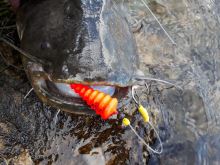 Black Cat Podvodní Splávek U Float Tree Fluo Červená (8)