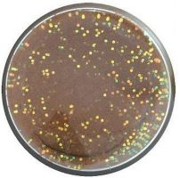 Berkley Těsto Na Pstruhy Natural Glitter Troutbait Rybí Pelety (1)