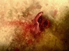 LK Baits Booster Predator Powdered 120 ml (6)