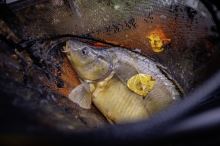 Browning Podběráková Hlava CK Competion Net 50x40x28 cm 2x2 mm (10)