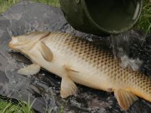 Delphin Podložka Pod Ryby CarpMAT BANX Camo (10)