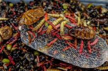 My-Baits Partikl Macromix "Wormageddon" 2 l (5)