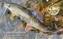 ČRS Kapesní Kalendář Na Rok 2024