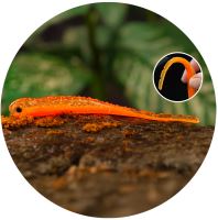 Redbass Smáček Big Snake Orange G UV COLOR - 15,5 cm 11 g