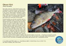 ČRS Puzzle Okoun Říční (1)