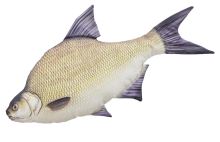 Gaby Plyšová Ryba Cejn Velký 65 cm