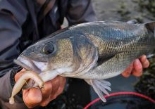 Savage Gear Gumová Nástraha Gravity Stick Kit 30+17 ks 14 cm 15 g (7)