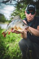 Salmo Wobler Rattlin Hornet Floating Hot Perch (8)