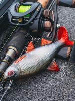 Fox Rage Gumová Nástraha Ultra Realistic Roach Replicant (8)