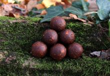 Mivardi Boilies Rapid Platinum ProActive Sea (3)