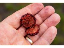 Chytil Boilies Pandemia 20 mm 100 g (8)