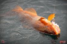 RedBass Gumová Nástraha Zvýhodněná Sada Na Moře Norsko 66 ks (10)