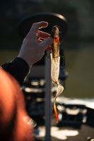 Fox Rage Gumová Nástraha Slick Eel Loaded UV Perch (4)