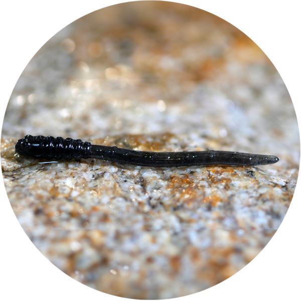 RedBass Gumová Nástraha Micro Tail Dark Black