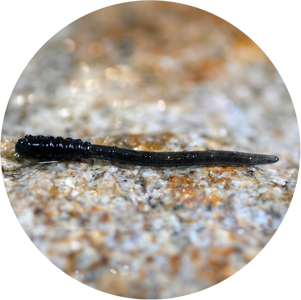 Redbass gumová nástraha micro tail s 35 mm - dark black