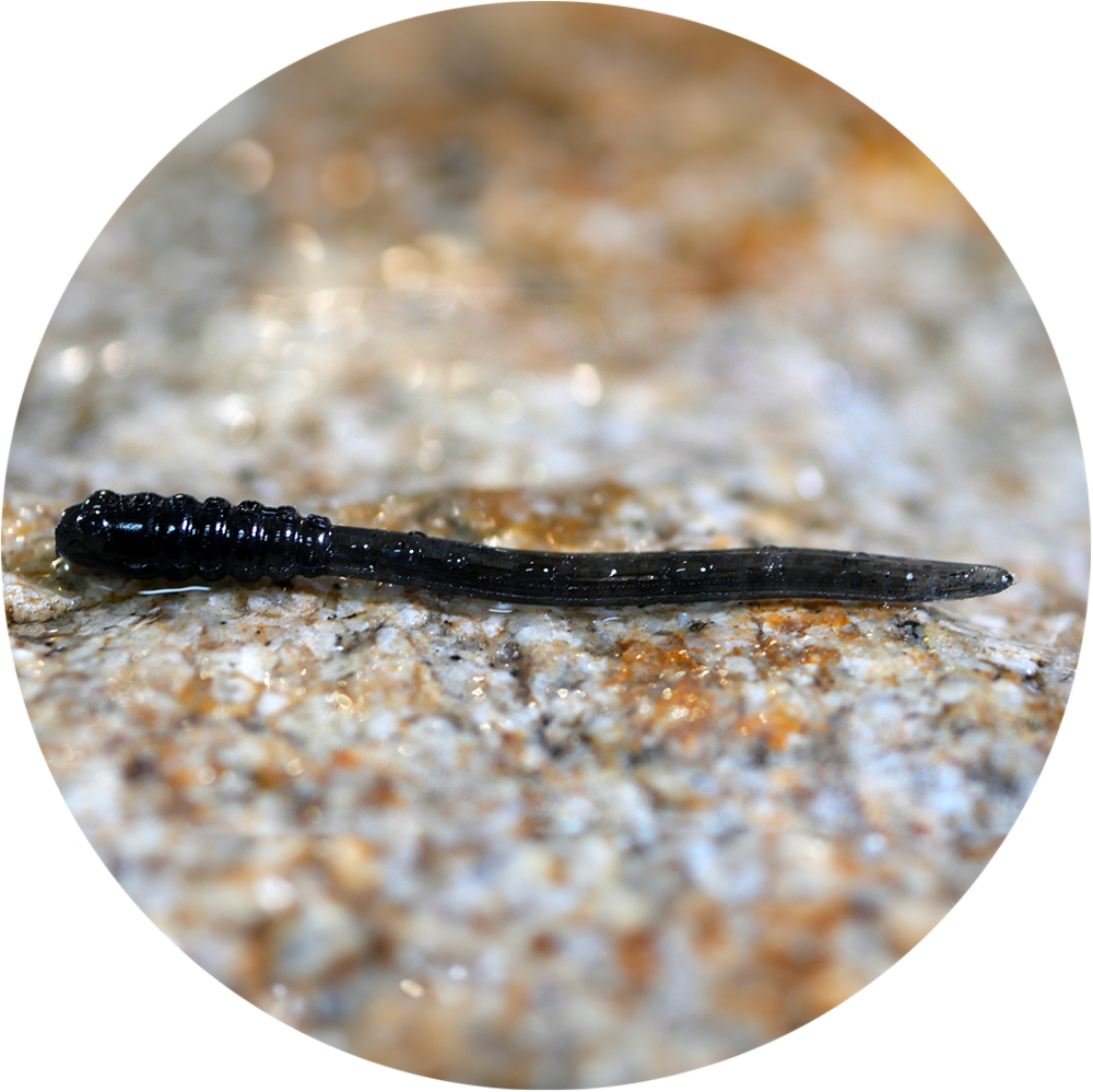 Redbass gumová nástraha micro tail dark black - xs 35 mm