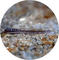 RedBass Gumová Nástraha Micro Tail Brown/Silver