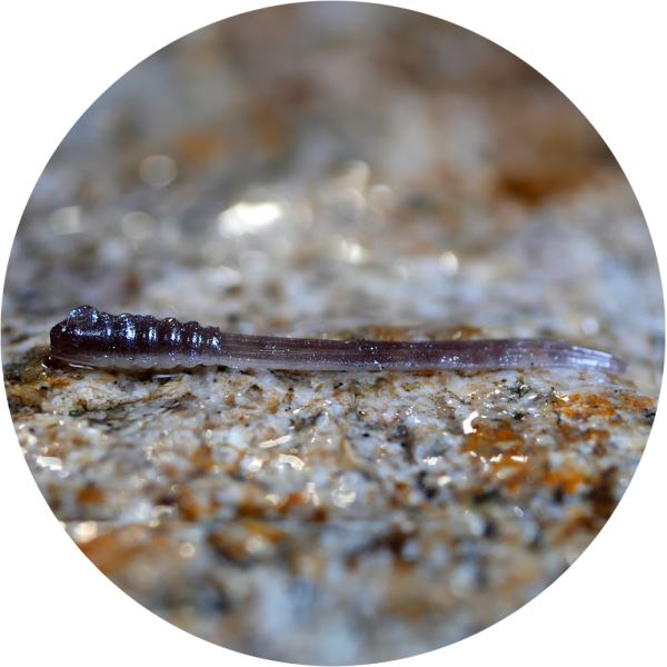 RedBass Gumová Nástraha Micro Tail Brown/Silver