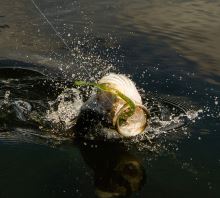 Savage Gear Gumová Nástraha Razorback Worm Sinking Black Blue 20 cm 9,5 g (2)