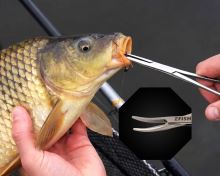 Zfish Pean Zahnutý (2)