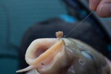Preston Inavations Gumičky Na Nástrahy Hookable Bait Bands (8)