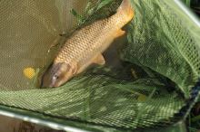 Korum Podběráková Hlava Power Folding Triangle Latex (5)