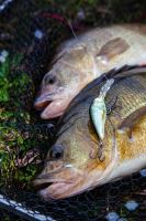 Salmo Wobler Hornet Floating Real Identity Perch (12)