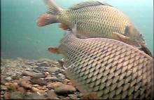 Vexilar Podvodná kamera WiFi (6)