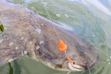 Black Cat Podvodní Splávek Mushroom U-Float Černý (2)