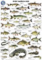 ČRS Sada samolepek ryb A3 34 ks ČRS Sada samolepek ryb A3 34 ks