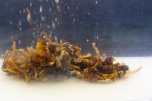 My-Baits Mix Hmyzu Destruction Insects PVA Friendly & Ready To Use 1,5 l (4)