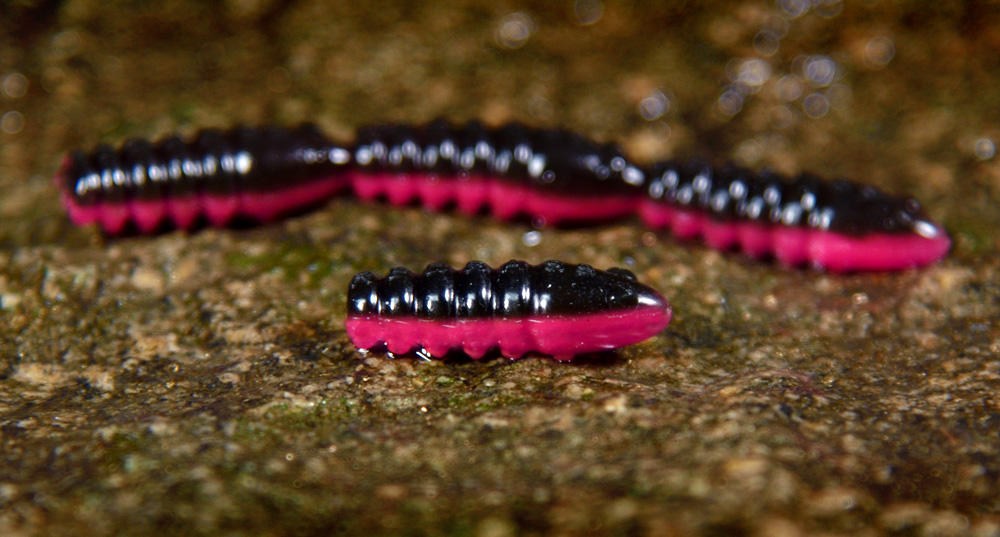 Redbass gumová nástraha trout grub black/signal pink uv color - 3x25 mm