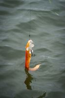 Fox Rage Gumová Nástraha Ultra Realistic Replicant Catfish Golden Wels (7)