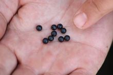 Carp´R´Us Gumové Korálky Rubber Beads 6 mm 10 ks (4)