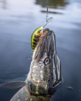 Salmo Wobler Hornet Floating Holographic Grey Shiner (10)