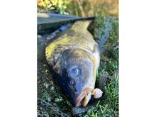 Chytil Rohlíkový Boilies Na EKO Trnu Fluo 14 mm 35 g (4)