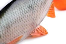 Fox Rage Gumová Nástraha Ultra Realistic Roach Replicant (1)