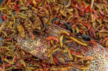 My-Baits Mix Hmyzu Micro Destruction Insects PVA Friendly & Ready To Use 1,5 l (4)