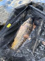 Fencl Podběráková Hlava Carp Classic Polyesterová Síť 42" 105 cm (10)