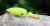 3Stan Wobler Fatty 100 Jointed BBCH 10 cm 22 g