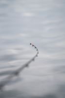 Zebco Prut Ambition Feeder 3 m 60 g 2-Díl (14)