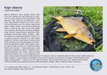 ČRS Puzzle Kapr Obecný (1)