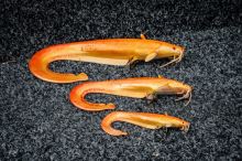 Fox Rage Gumová Nástraha Ultra Realistic Replicant Catfish Golden Wels (9)