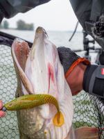 Berkley Gumová Nástraha Powerbait Cullshad Lime Chartreuse (2)