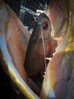 Fox Rage Gumová Nástraha Ultra Natural Replicant Perch (5)